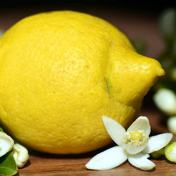 limon-çiçeği-esansı2